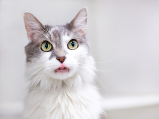 A wide eyed domestic medium hair cat licking its lips