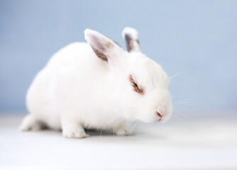 A white pet rabbit with its eyes closed