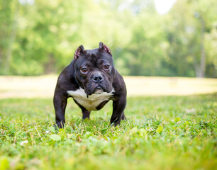 A short and muscular American Bully dog with cropped ears