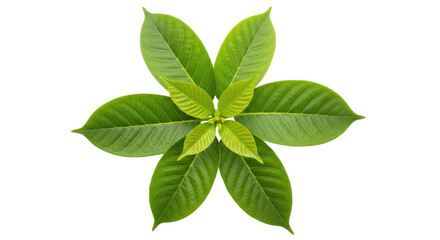 Isolated Green Leaves