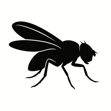 Design a black silhouette of a Fruit Fly white background clean vector shape