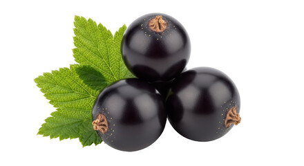 Isolated Black Currants