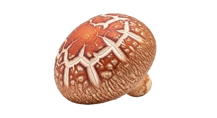 Isolated Shiitake Mushroom