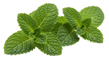 Isolated Fresh Mint Leaves