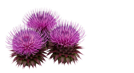 Isolated Thistle Flowers