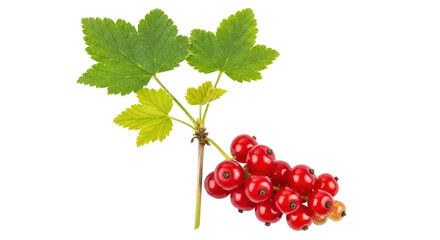 Isolated Red Currant Berries on Branch