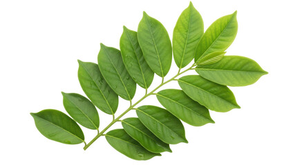 Isolated Green Lychee Leaves