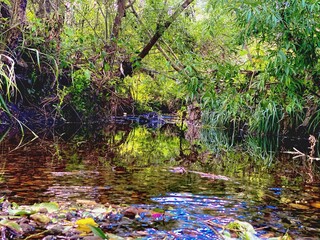 river in the forest