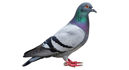 Isolated pigeon standing on white background
