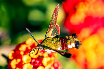 broad-bordered bee hawk-moth