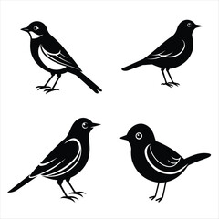little bird new vector file 