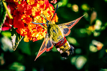 broad-bordered bee hawk-moth