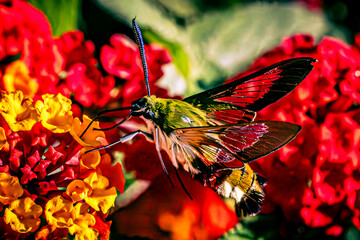 broad-bordered bee hawk-moth