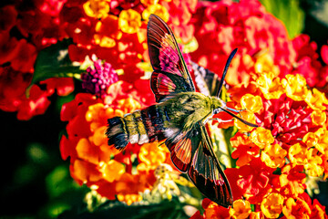 broad-bordered bee hawk-moth
