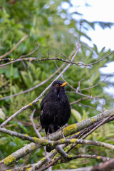Common blackbird (Turdus merula) perched on a branche with green background