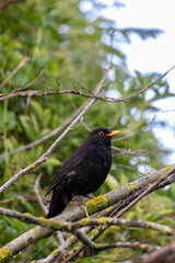 Common blackbird (Turdus merula) perched on a branche with green background