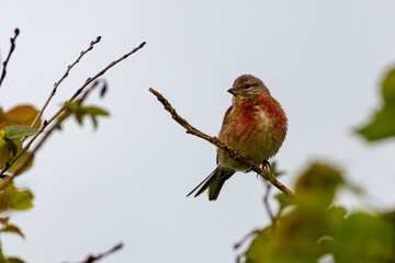 Portrait of Common linnet (Linaria cannabina) perched at branch on clear sky background