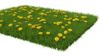 Ultra realistic macro close-up of vibrant green grass blades and hundreds of bright yellow dandelion flowers densely covering an upward-sloping patch, isolated against a brilliant white background