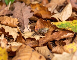 Autumn leaves and an insect