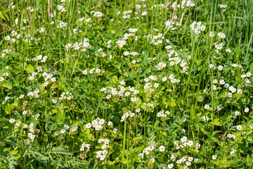 Fototapeta premium white flowers in the grass
