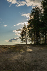 sunset in the forest