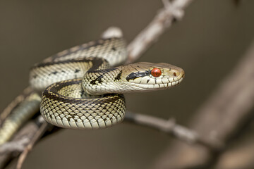 Obraz premium A snake is curled up on a branch