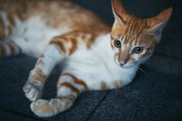 A ginger cat lying on the ground