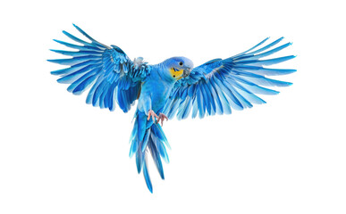 Fototapeta premium Colorful blue parrot in mid-flight showcasing its vibrant feathers against a white background