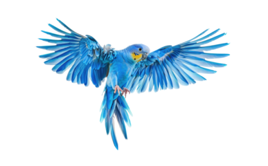 Colorful blue parrot in mid-flight showcasing its vibrant feathers against a white background