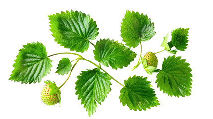 Fresh strawberry plant with unripe berries and green leaves growing in a sunny garden setting during springtime