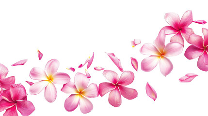 Vibrant pink and white flowers with petals scattered on a white background creating a fresh and natural look