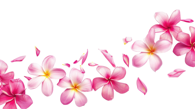 Vibrant pink and white flowers with petals scattered on a white background creating a fresh and natural look