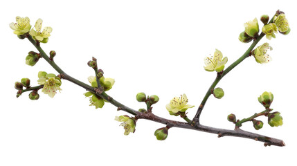 Delicate white cherry blossoms appear on a slender branch adorned with fresh green leaves. The scene captures the beauty of spring, emphasizing nature's renewal and vibrant growth.