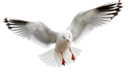 Seagull gliding gracefully in the clear sky during the late afternoon near the seaside