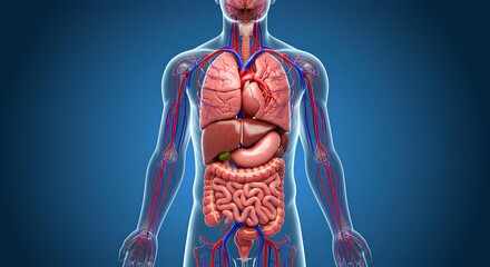 Human body anatomy illustration showing internal organs and circulatory system on blue background