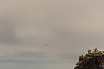 Larus michahellis pertenece a la familia de Laridae.