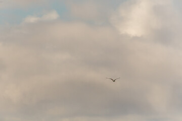 Larus michahellis pertenece a la familia de Laridae.