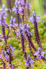 Plectranthus caninus pertenece a la familia de Lamiaceae.