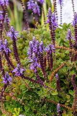 Plectranthus caninus pertenece a la familia de Lamiaceae.