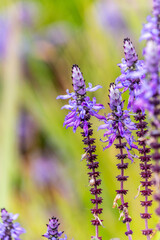 Plectranthus caninus pertenece a la familia de Lamiaceae.