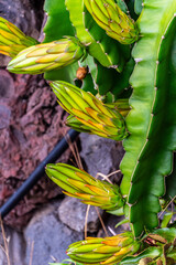 Selenicereus megalanthus pertenece a la familia de Cactaceae.