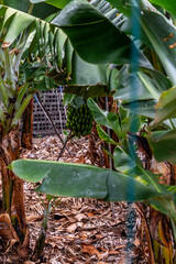Cultivo de Plátano en las Islas Canarias.