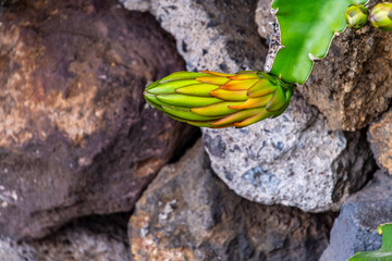 Selenicereus megalanthus pertenece a la familia de Cactaceae.