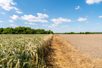 Background of agricultural field during mid season