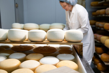 Female worker immersing cheese wheels in salty water. Production of high quality cheese.