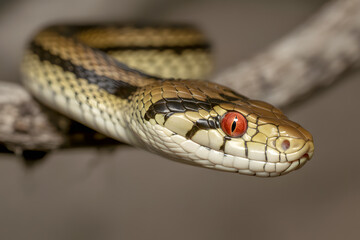 Obraz premium A snake is on a branch with its head up