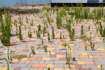 Background of paving slab with green grass. Stone slabs on sidewalk Pedestrian path. Overgrown unused abandoned area paving slabs. Green grass grown through seams. Concept of abandonment, needlessness