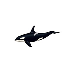 Fototapeta premium Beautiful Killer Whale Illustration Swimming on White Background