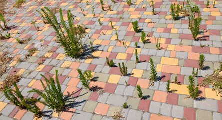 Background of paving slab with green grass. Stone slabs on sidewalk Pedestrian path. Overgrown unused abandoned area paving slabs. Green grass grown through seams. Concept of abandonment, needlessness