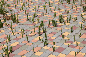Background of paving slab with green grass. Stone slabs on sidewalk Pedestrian path. Overgrown unused abandoned area paving slabs. Green grass grown through seams. Concept of abandonment, needlessness